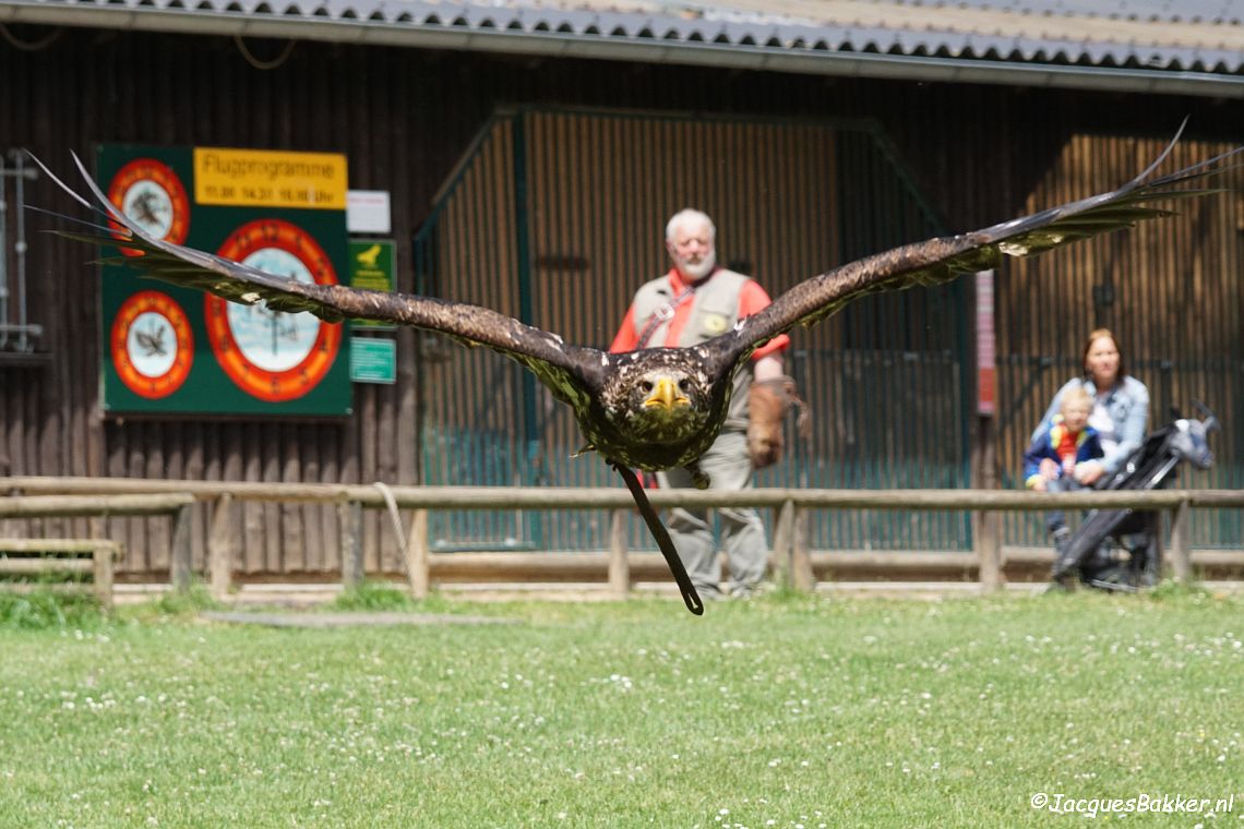 Greifvogel Hellental