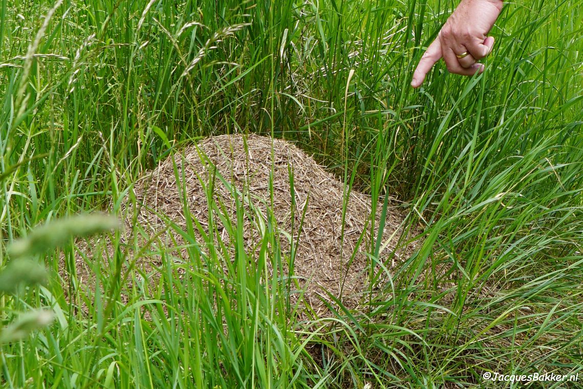 Motte Zehnbachhaus in het Urfttal