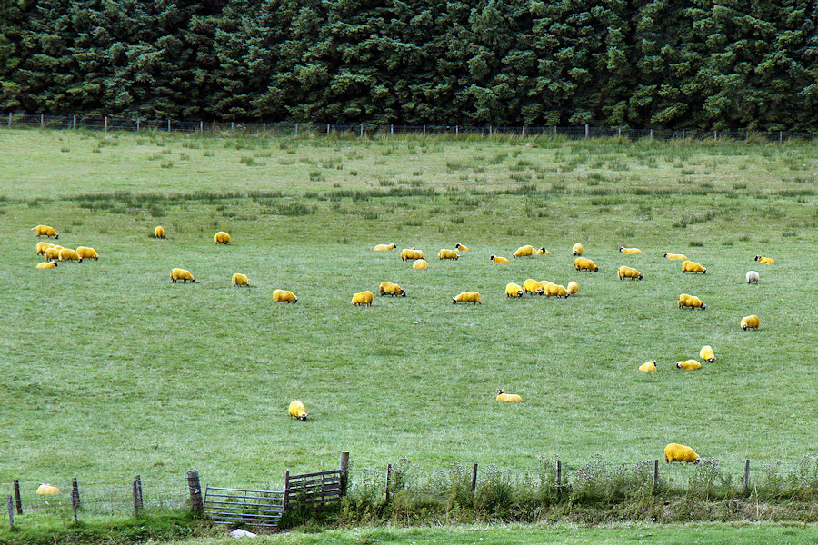 Schapen langs toeristenweg van Gallowway to Ayr