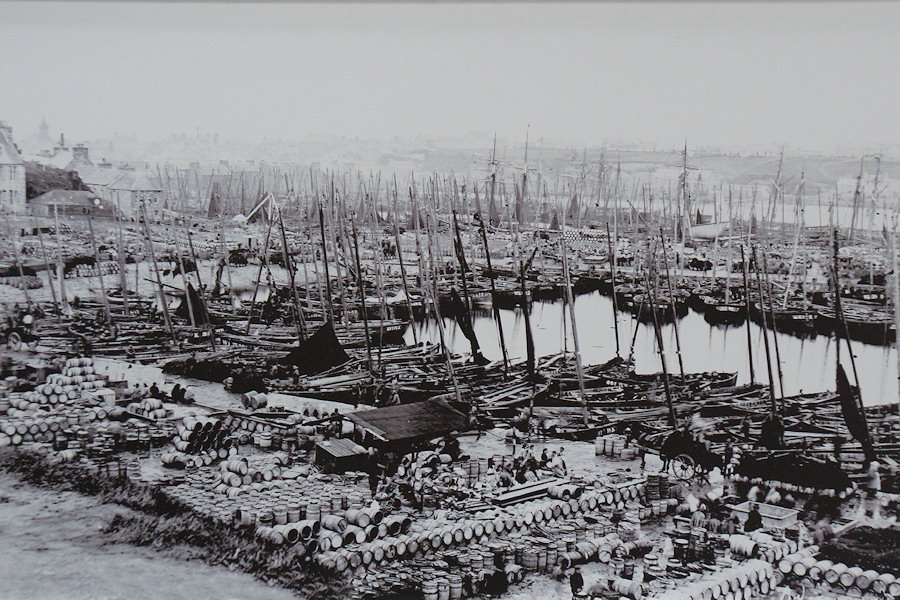 Haringvloot in de haven van Wick