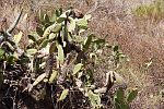 ../thumbs/091e_DSC07230_tenerife_cactusvijgen.JPG